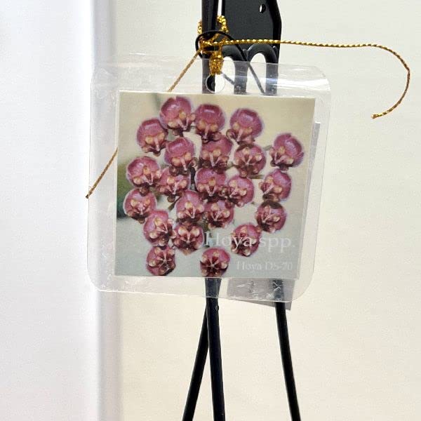 Amazon｜おしゃれ 観葉植物：ホヤ DS-70*吊り鉢 4号｜観葉植物